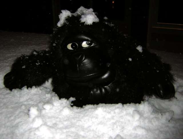 Gorilla im Schnee.jpg