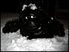 Gorilla im Schnee.jpg